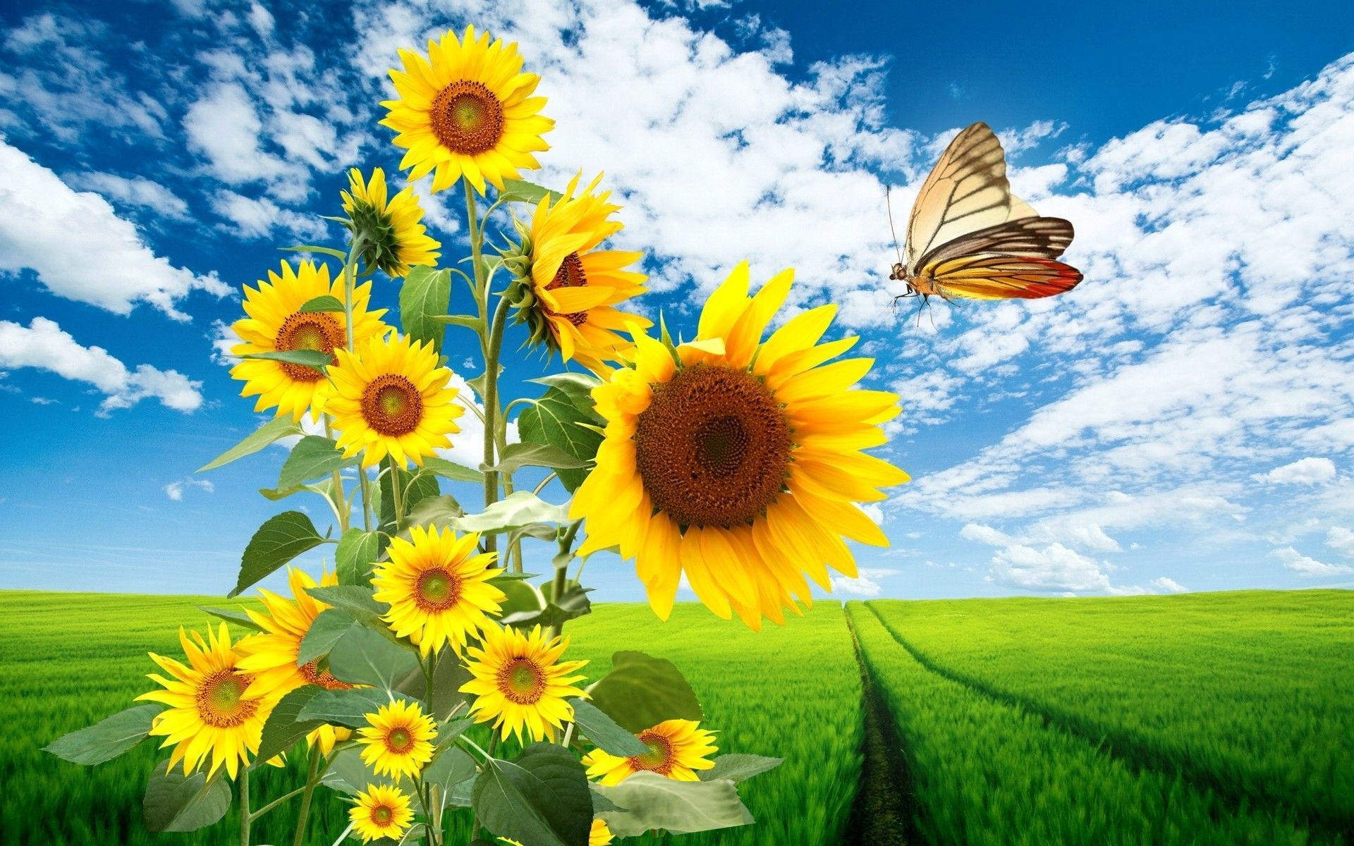 Sunflowers And Butterflies Wallpaper On