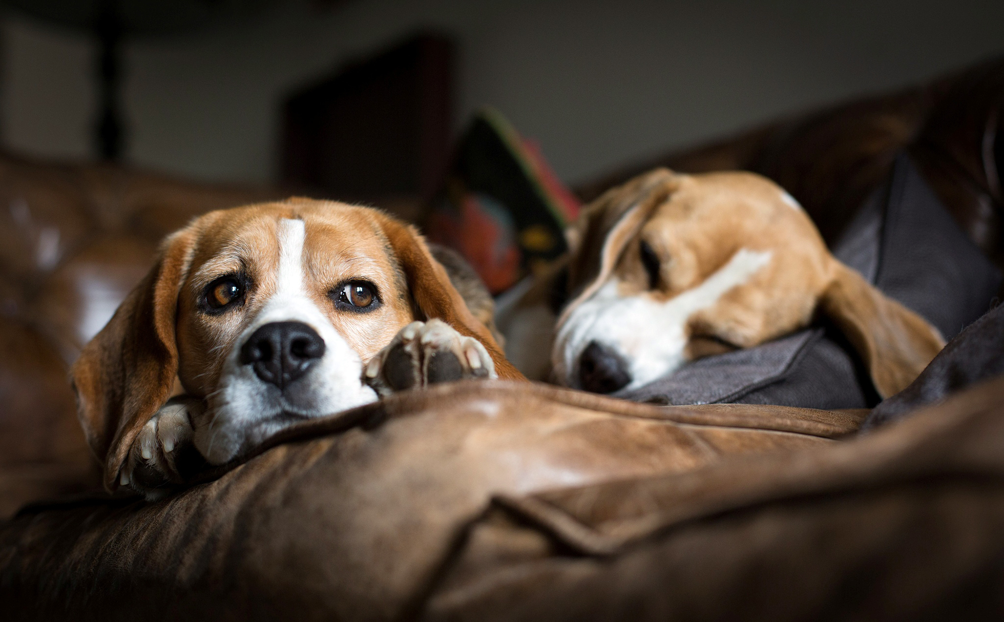 Beagle Beagles Sofa Lying Sleeping Wallpaper Photos Pictures