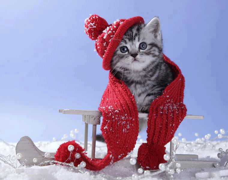 Cute Christmas Cat December Wallpaper Of Winter Season Joy