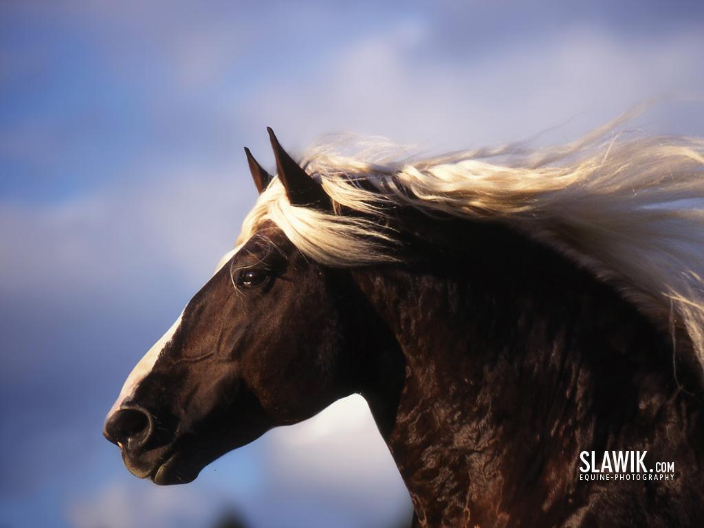 Cool HD Nature Desktop Wallpaper Beautiful Horses