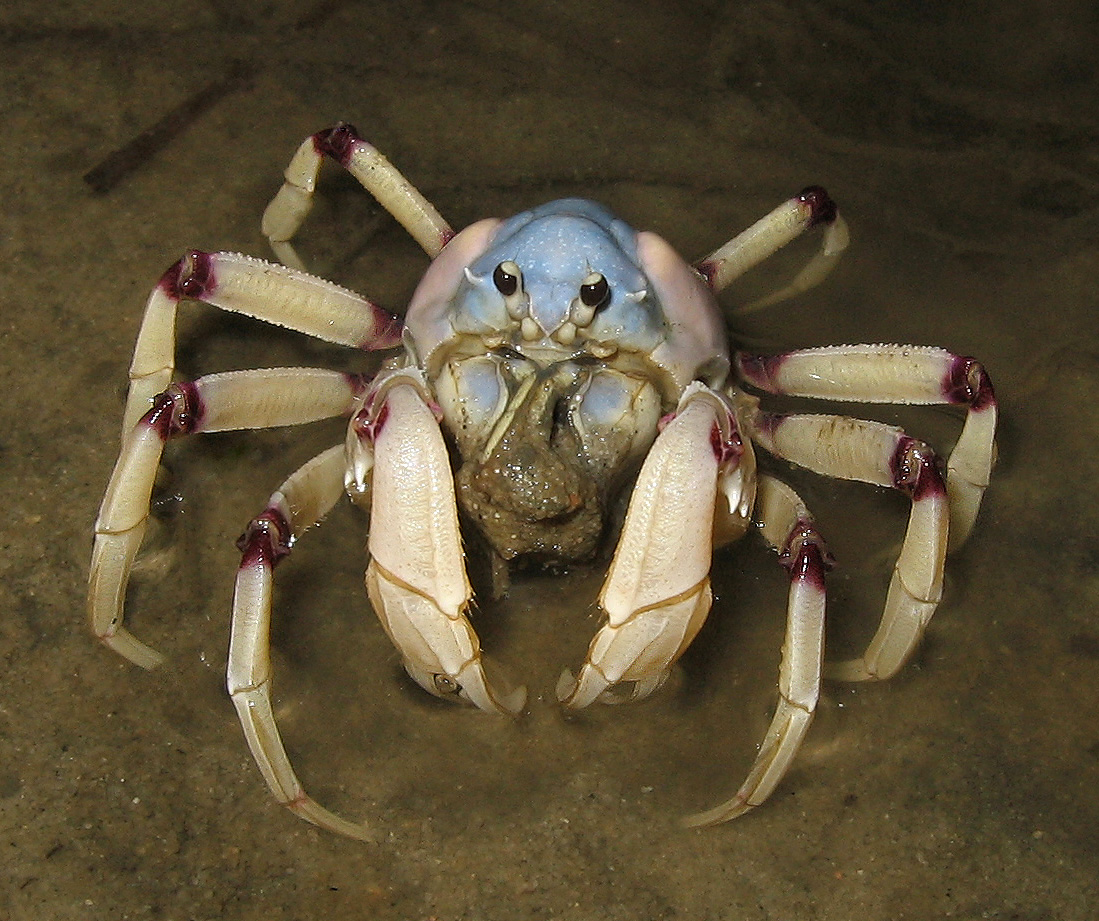 Wallpaper Blue Crab Soldaten Lebt In Der Zentralen Indo West Pacific