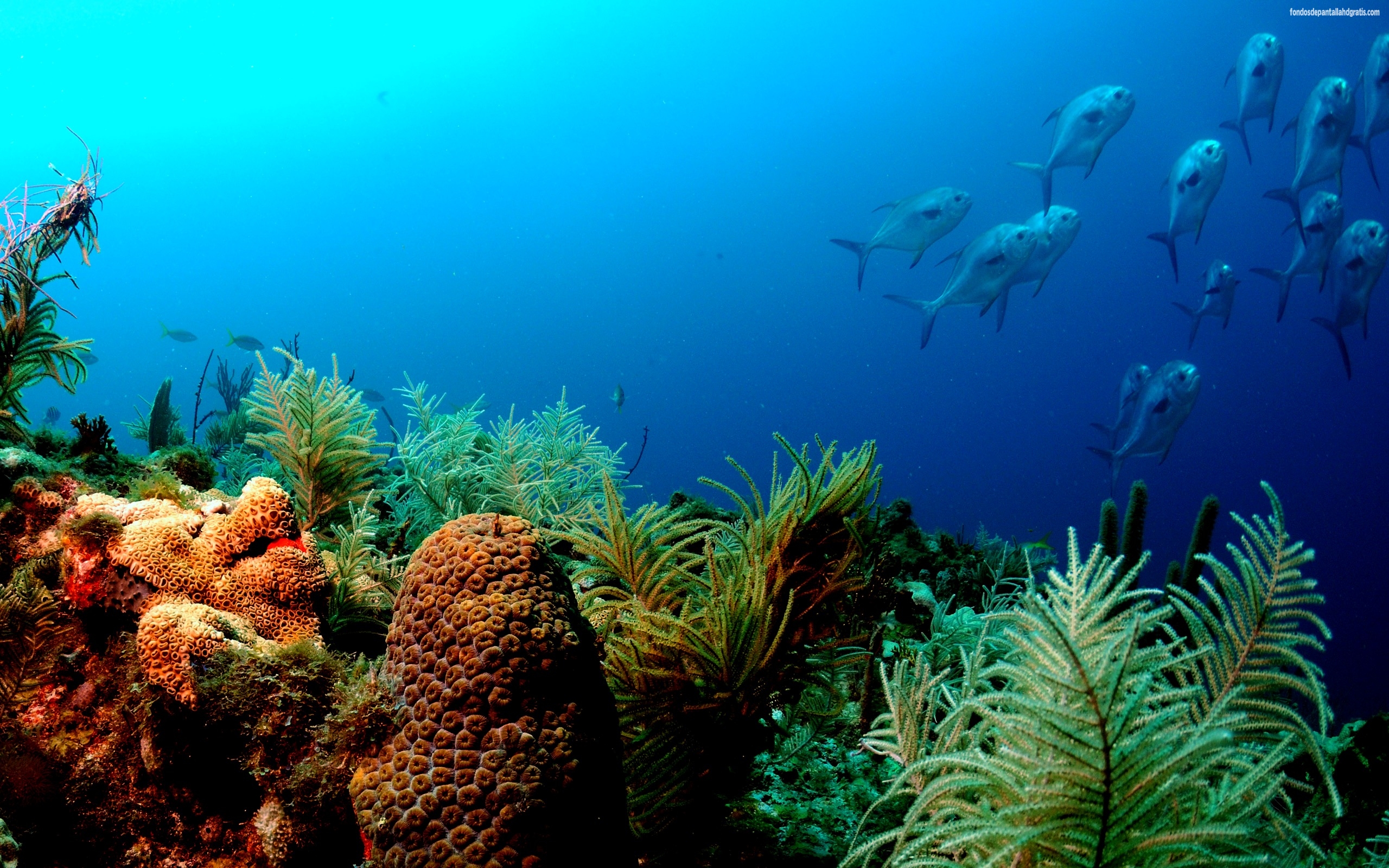 Descargar Imagen Underwater Fish Wallpaper HD Widescreen Gratis