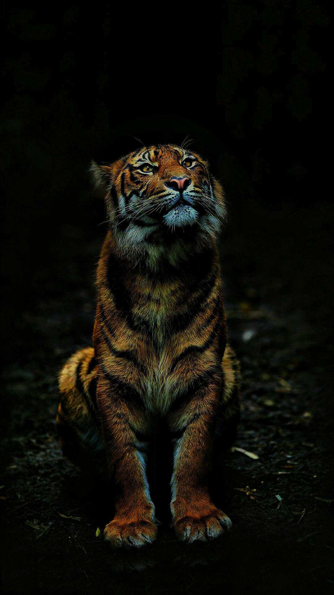 iPhone Wallpaper Tiger Bengal Felidae Wildlife