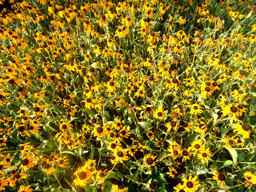 Ugly Yellow Flowers Nm By Laughingdisorder