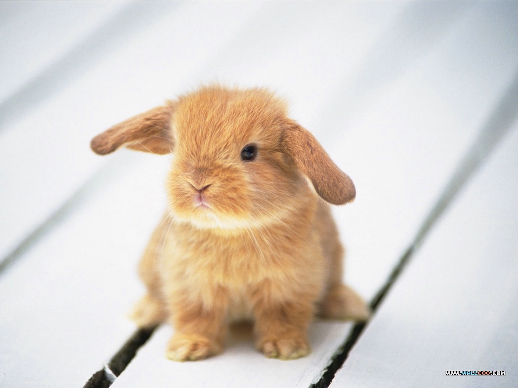 Cute Bunny Rabbits Wallpaper   Pictures
