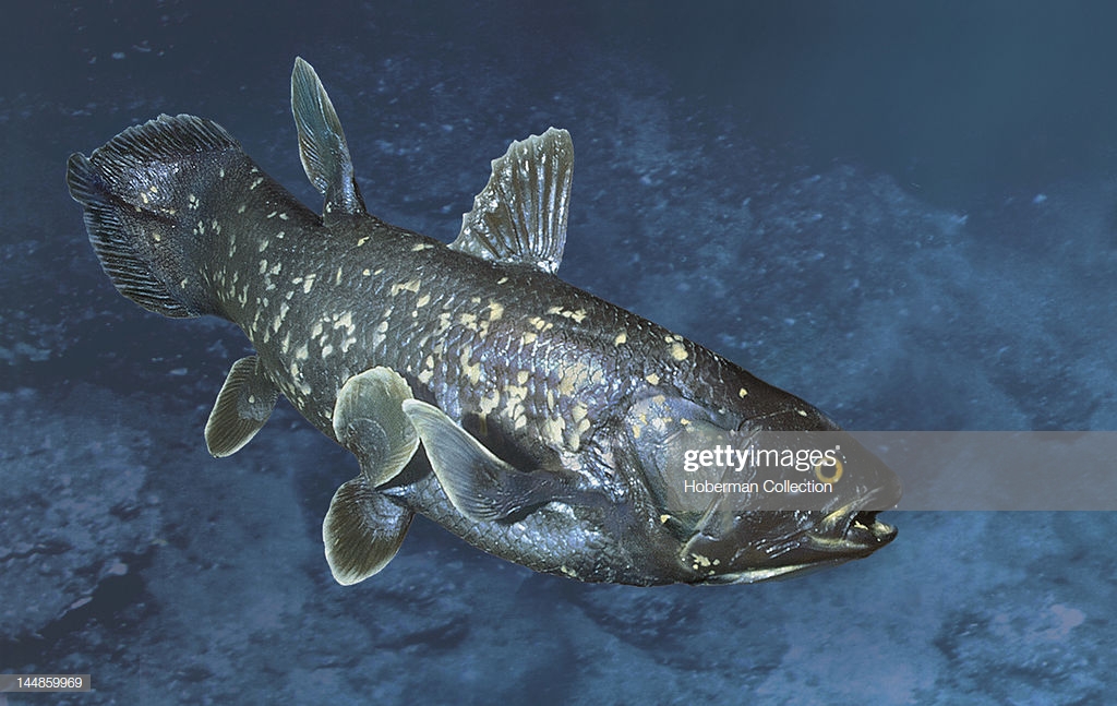 Top Coelacanth Pictures Photos Image Getty