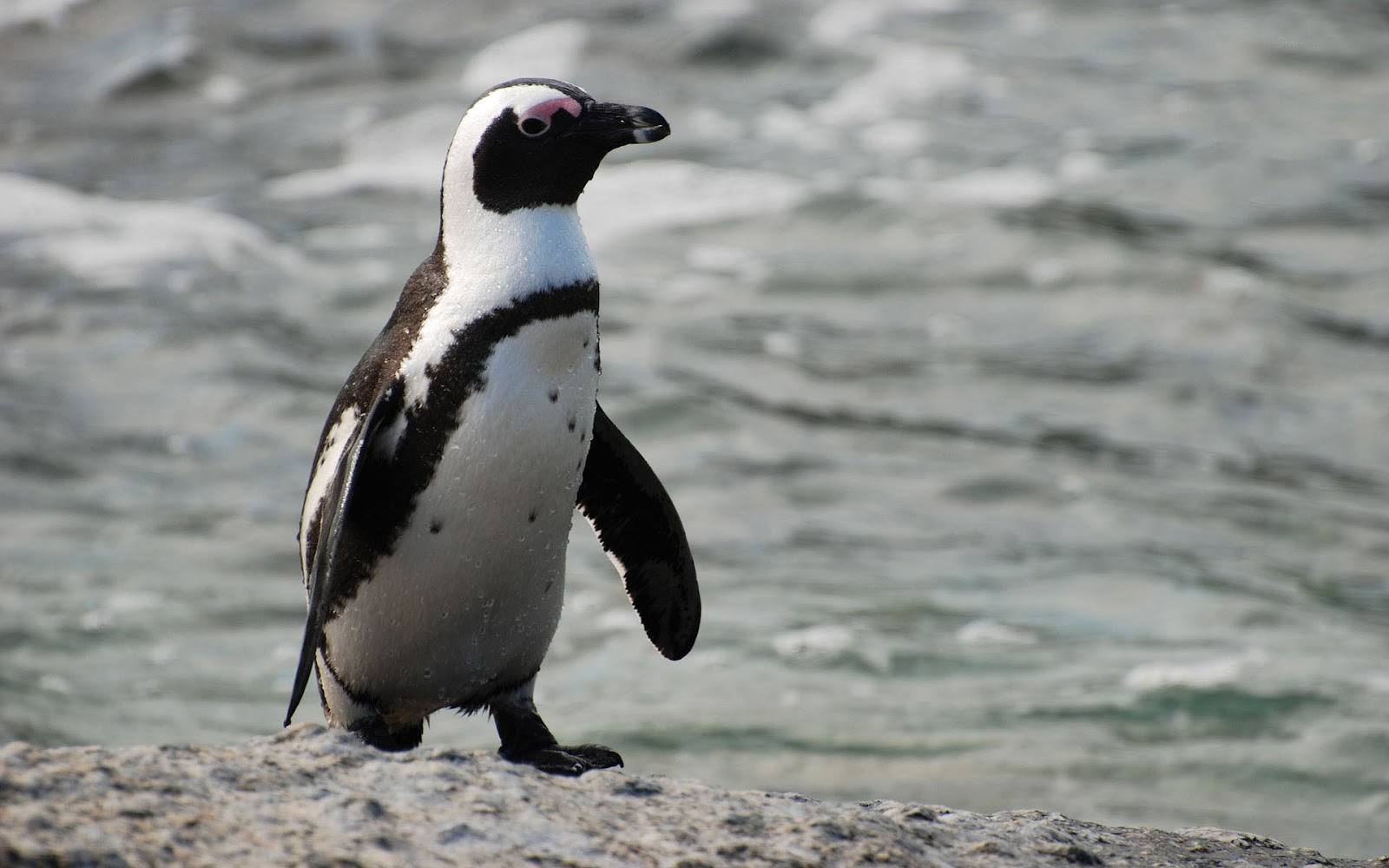 Penguin Wallpaper With A Beautiful White African