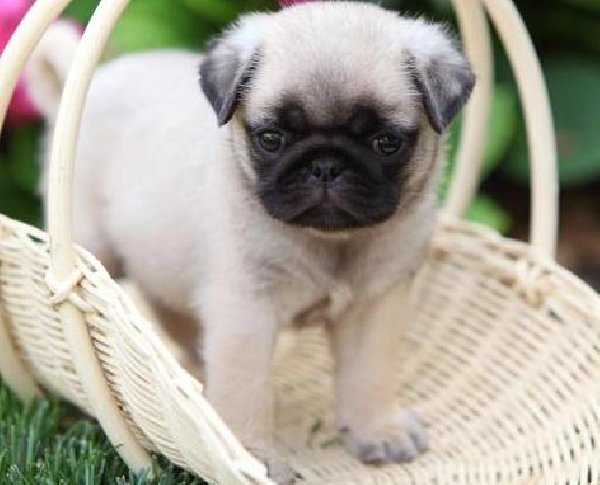 Pug Puppies For Sale Background Wallpaper DogBreedsWallpaperscom