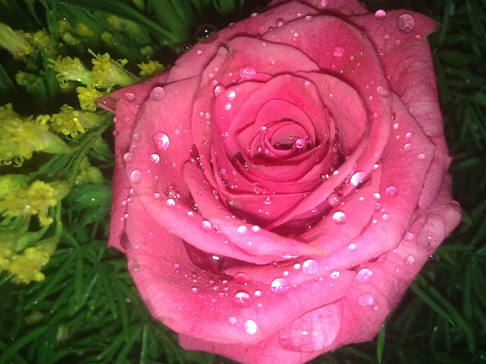 beautiful roses with water drops beautiful roses in the world