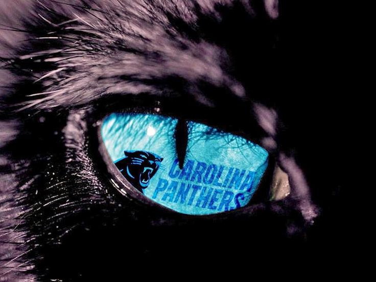 Eyes Black Cats Carolina Panthers Beautiful Blue Chat