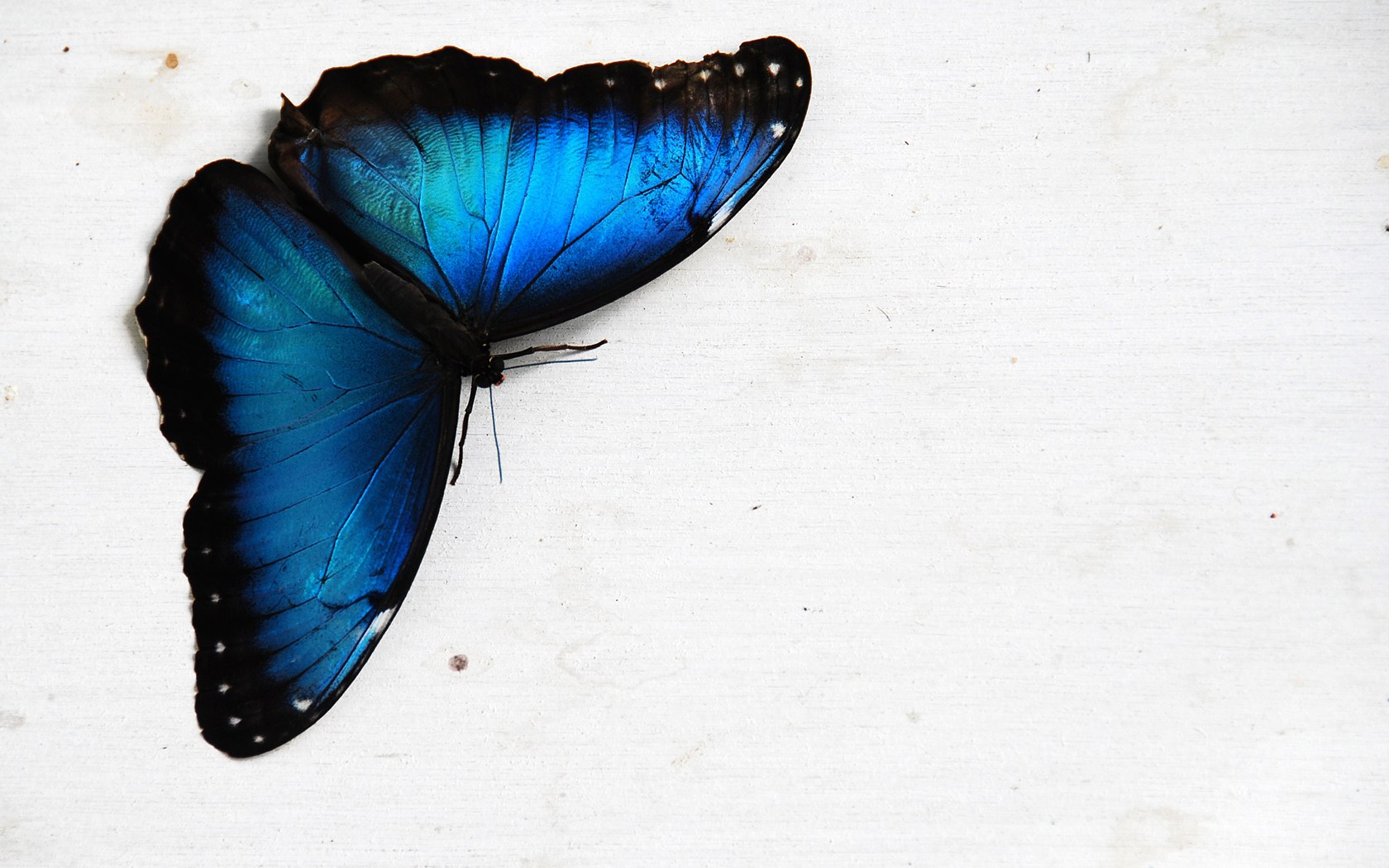 Blue Butterfly Background Wallpaper