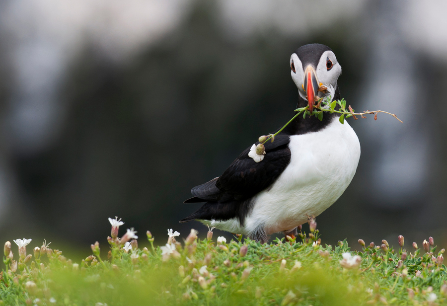 Beautiful Love Birds Wallpaper