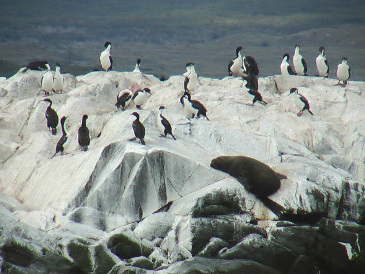Imperial Shag Wallpaper