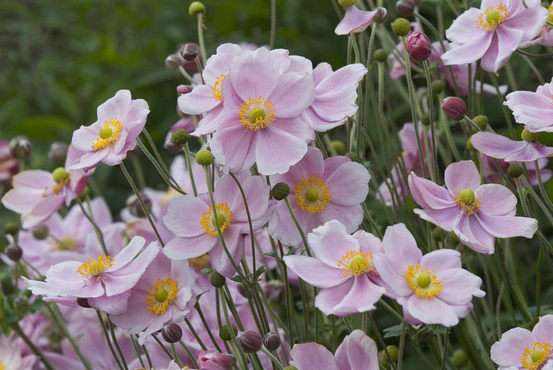 A Stunning Anemone Flower In All Its Beauty Wallpaper