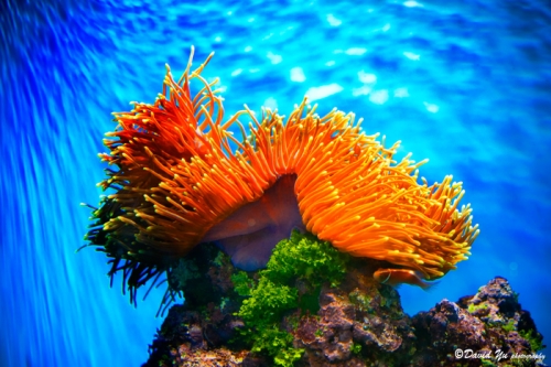 Wallpaper Colorful Coral Reef X Kb Jpeg HD
