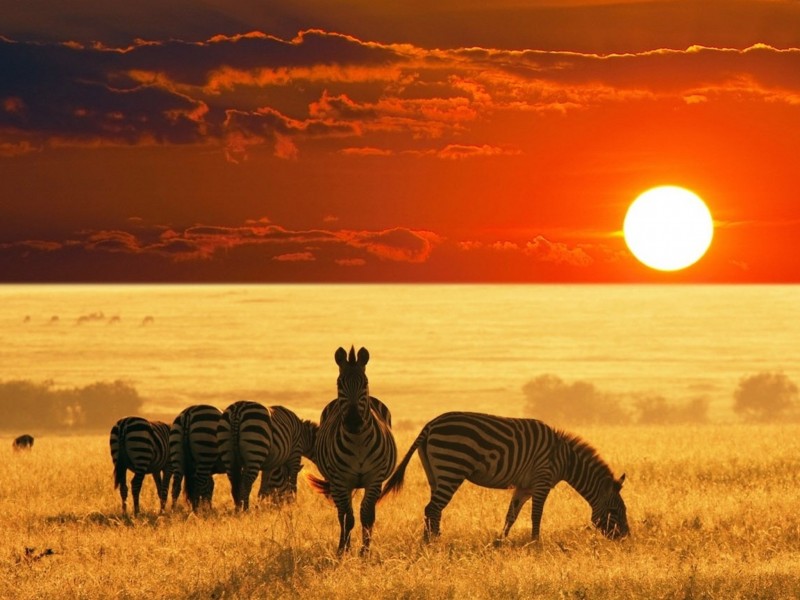 African Safari Zebras Wallpaper HD Image