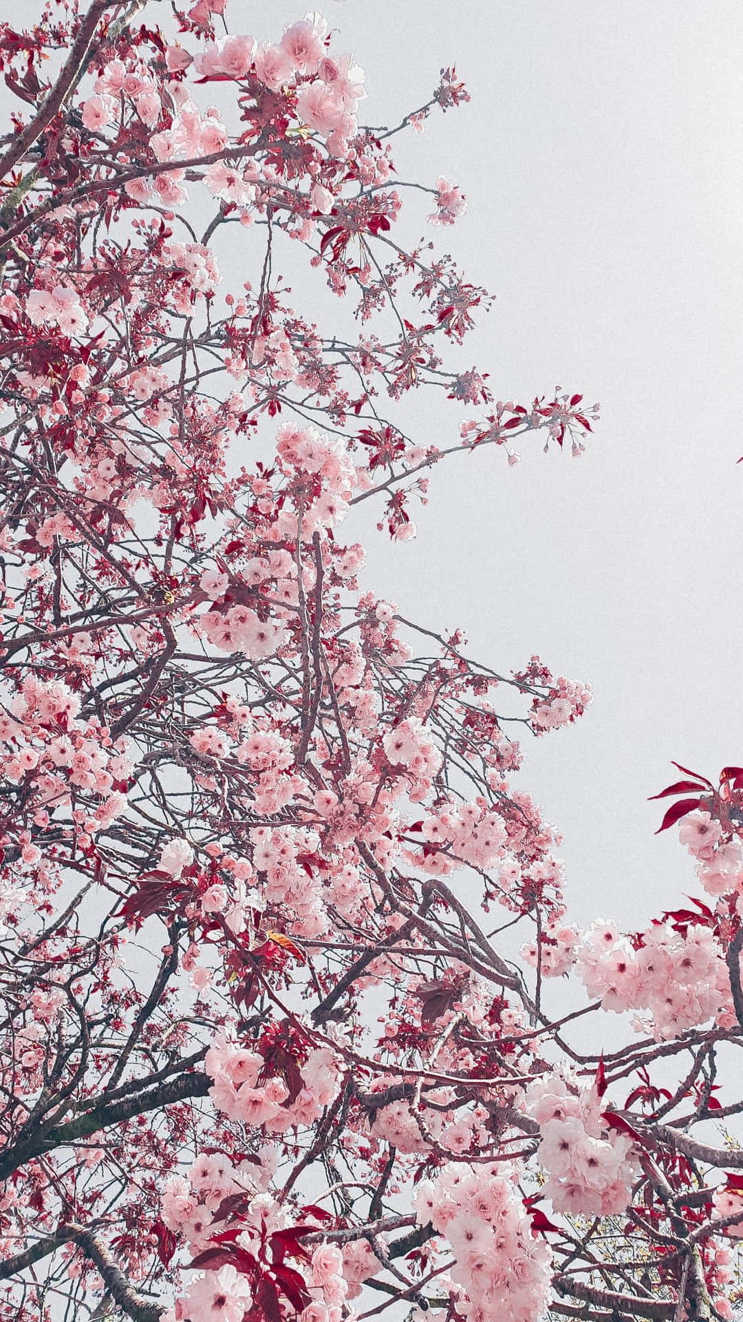 Pink Cherry Blossom Wallpaper