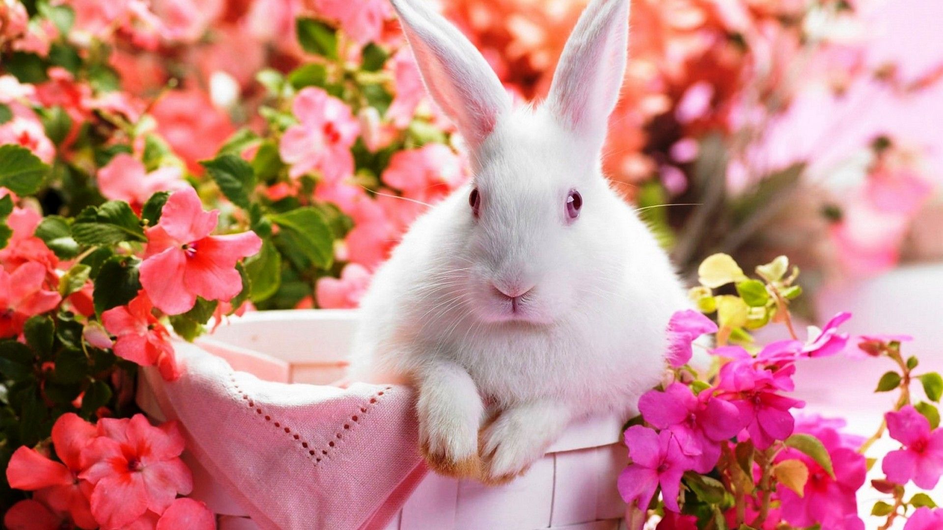 Cute Rabbit Wallpaper HD Best Wallpapercute