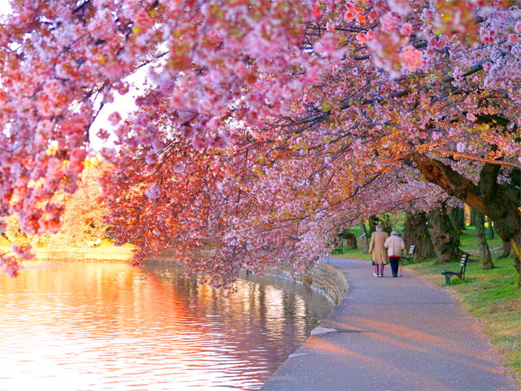 Cherry Blossoms Daydreaming Wallpaper