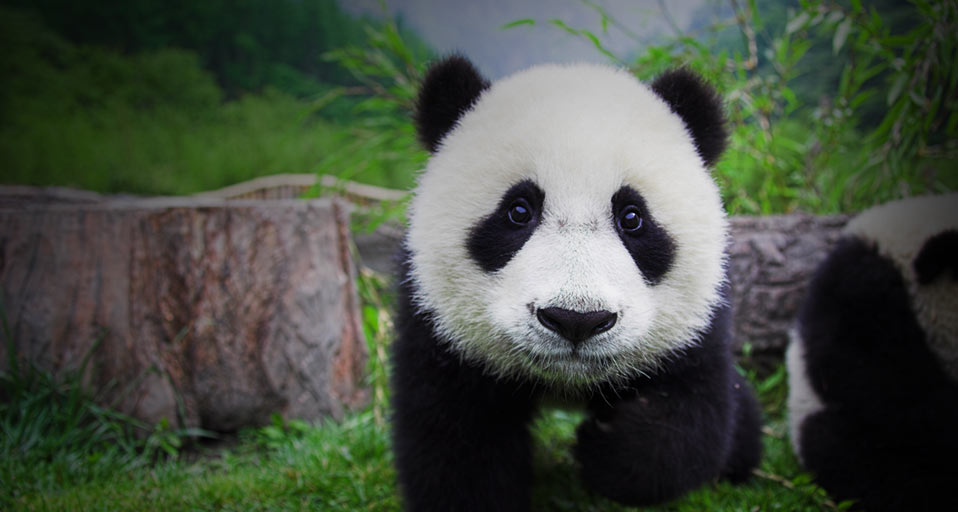 Baby Giant Pandas In The Wild Aug Panda
