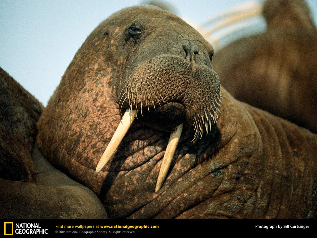 Walrus Picture Desktop Wallpaper