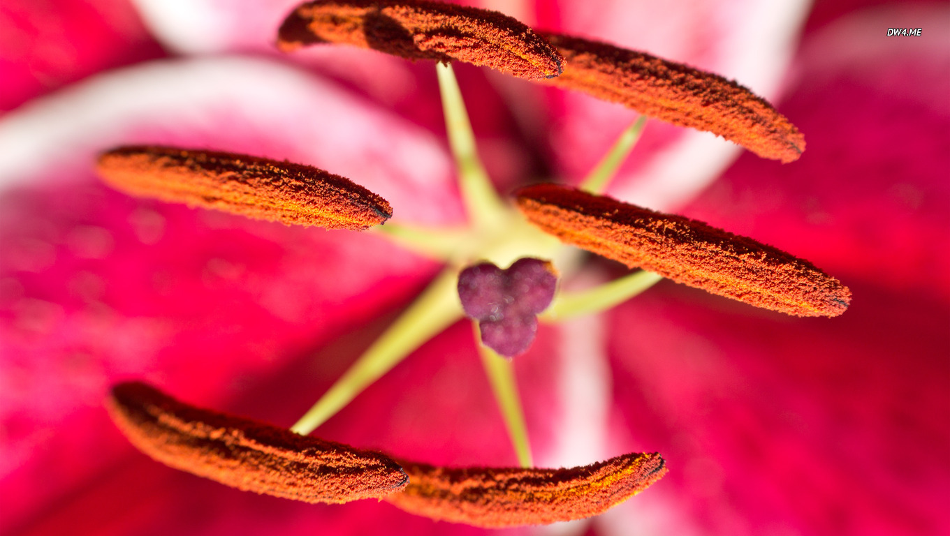 Stargazer Lily Wallpaper Flower