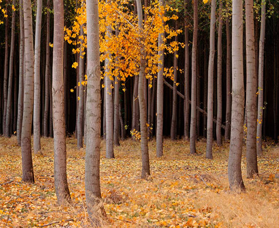 Birch Aspen Tree Wallpaper Murals