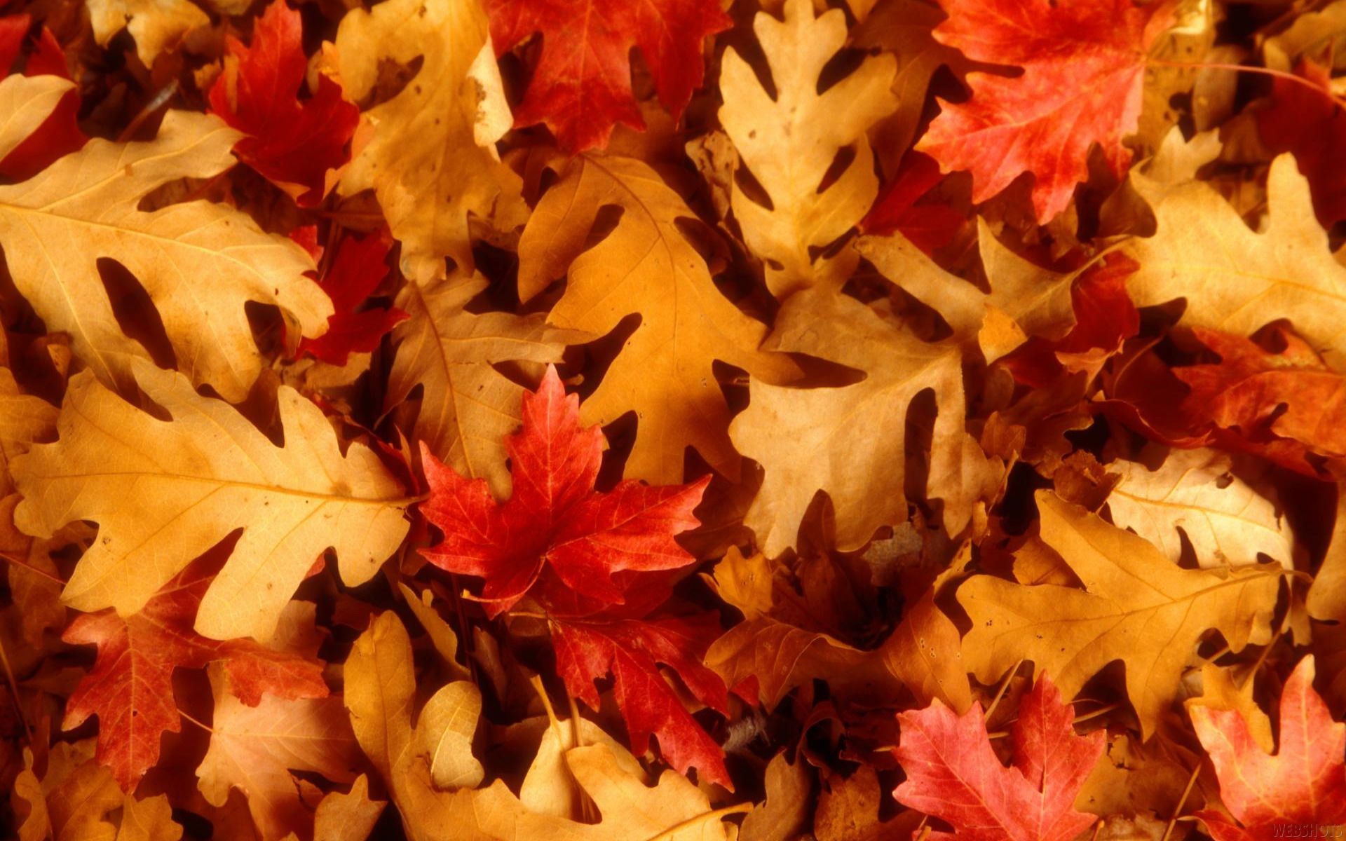 Autumn leaves SHADES OF ORANGE Autumn leaves wallpaper Autumn