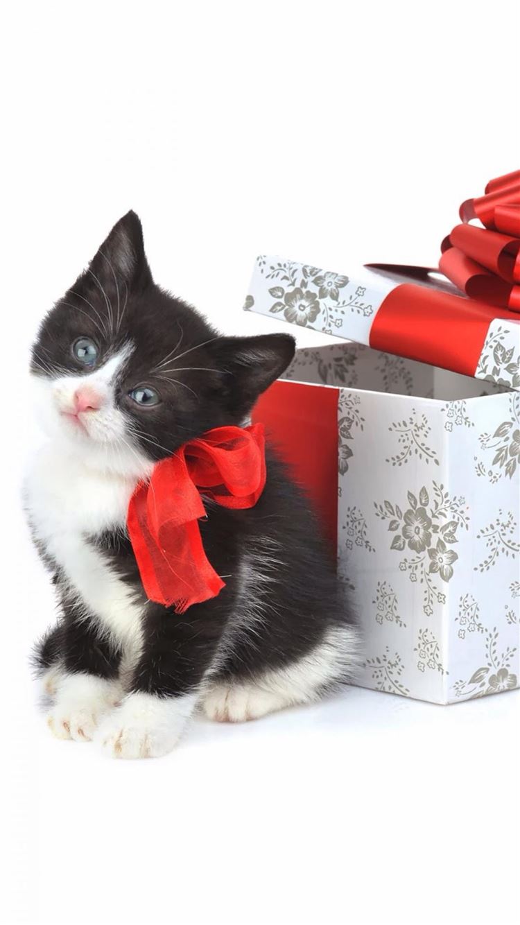 Christmas Kitten Present iPhone Wallpaper