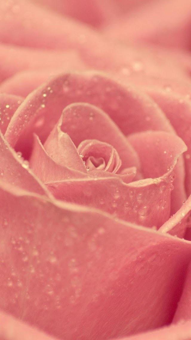 Colorful Roses Hd Pictures Mobile Phone Lock Screen Pink
