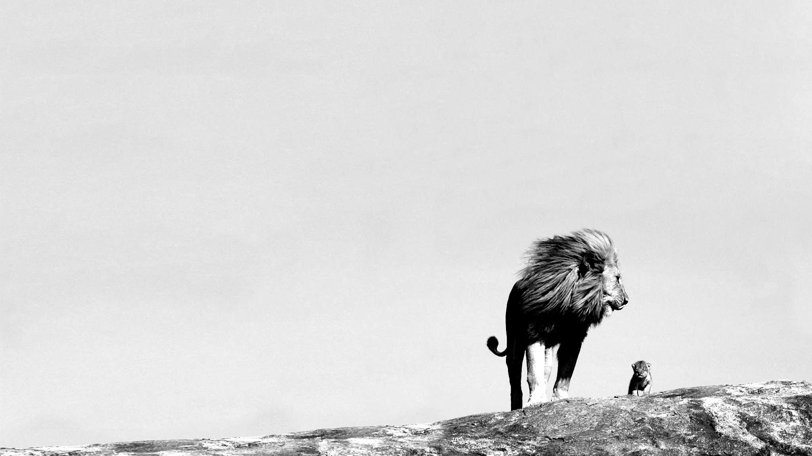 Jungle King Lion Wallpaper Black And White Photography