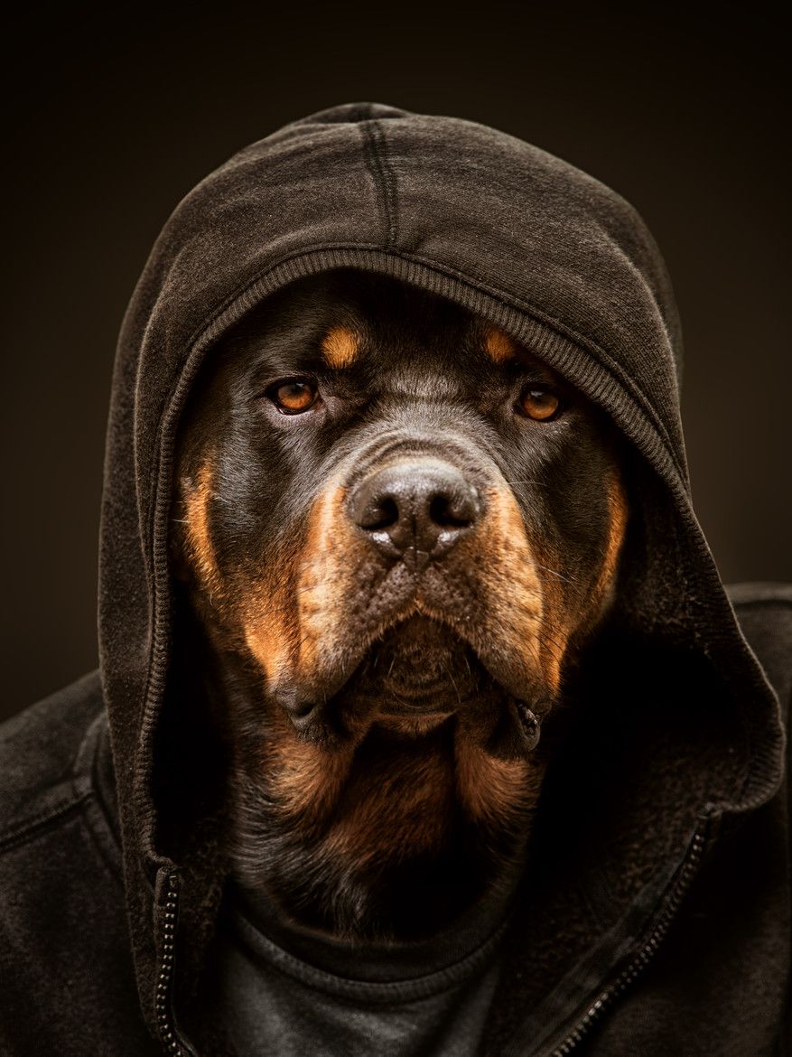 66 Rottweiler Like Images, Stock Photos & Vectors | Shutterstock