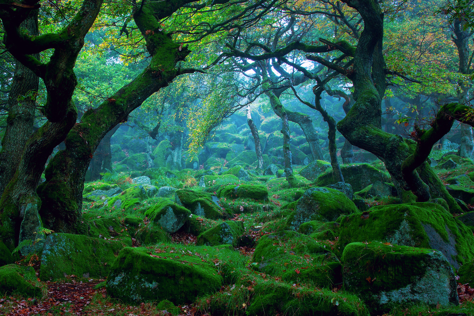Forest Tree Moss Wallpaper Background