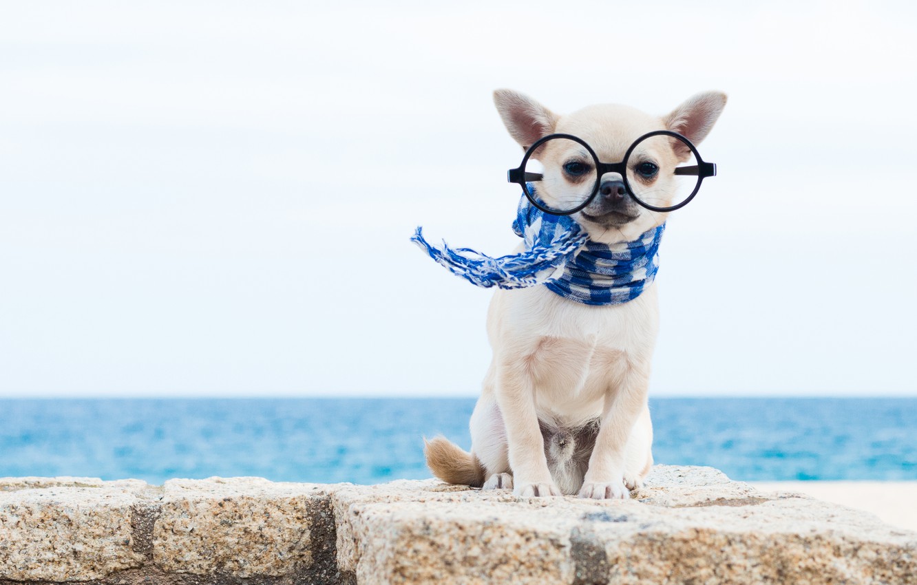 Wallpaper Dog Scarf Glasses Chihuahua Doggie Image For