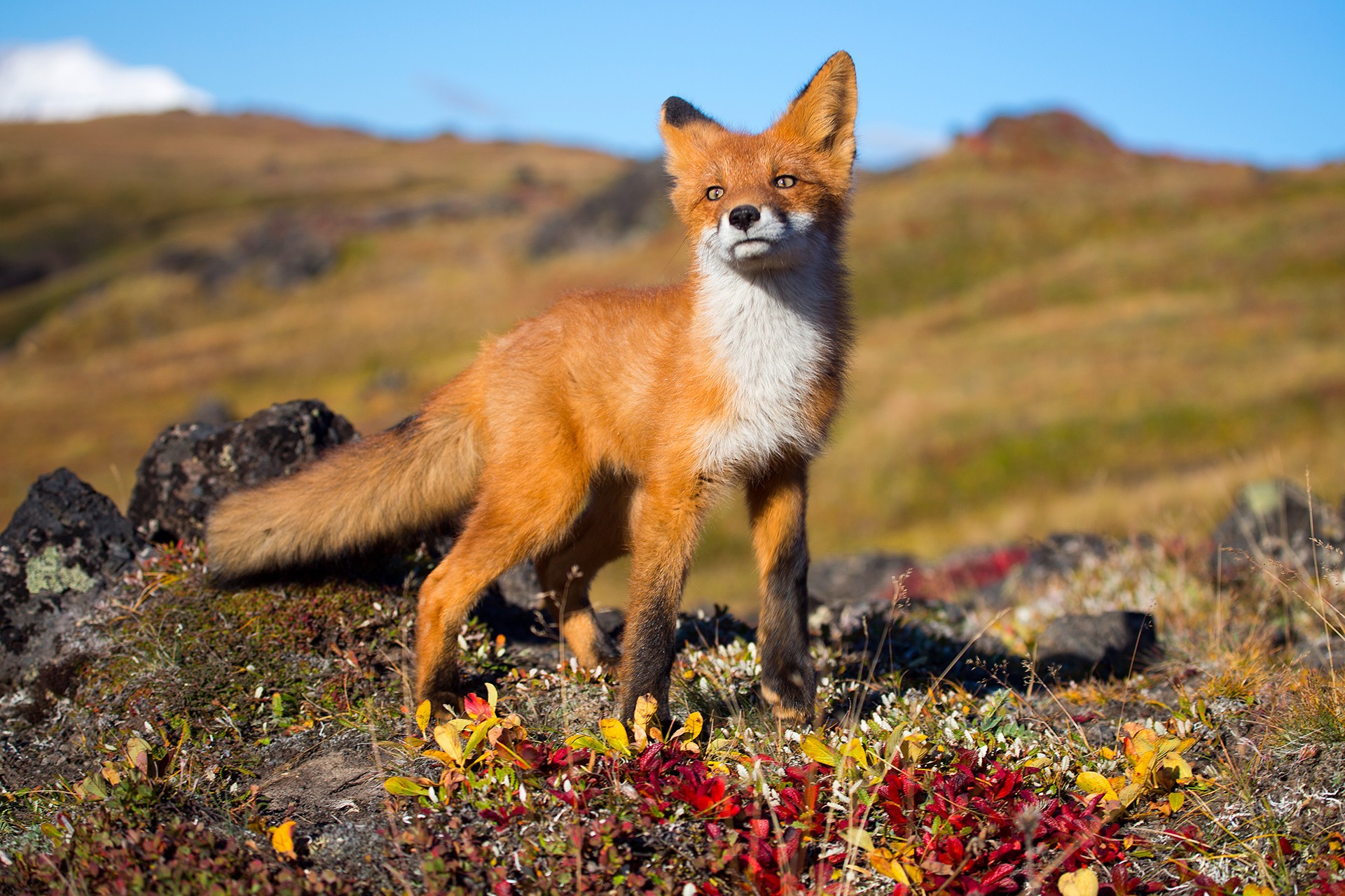 Fox Animals Wildlife Wallpaper HD Desktop And Mobile