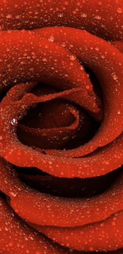 Of Samsung Galaxy S8 Wallpaper With Close Red Roses