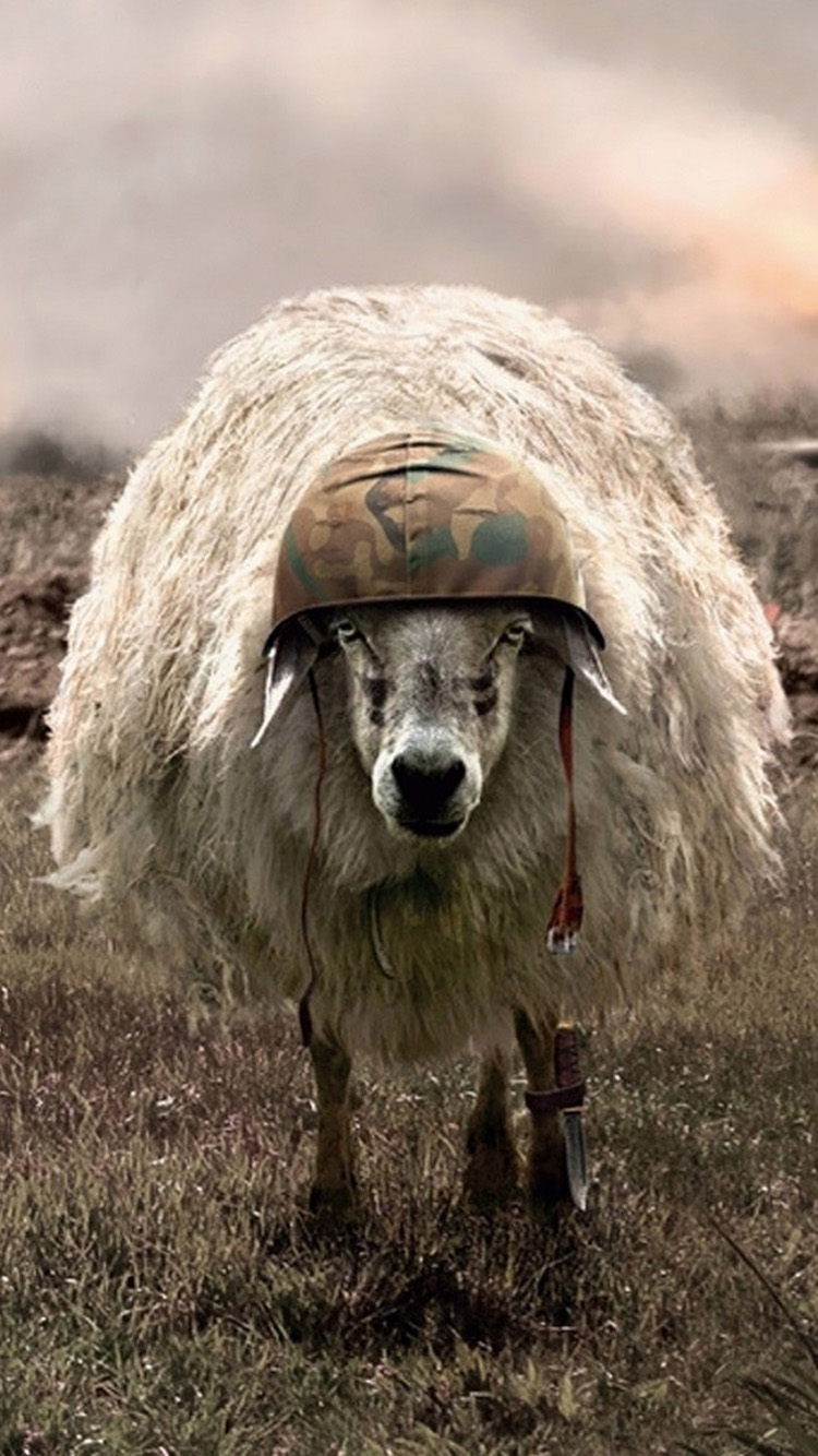 Army Hat Sheep iPhone Wallpaper HD