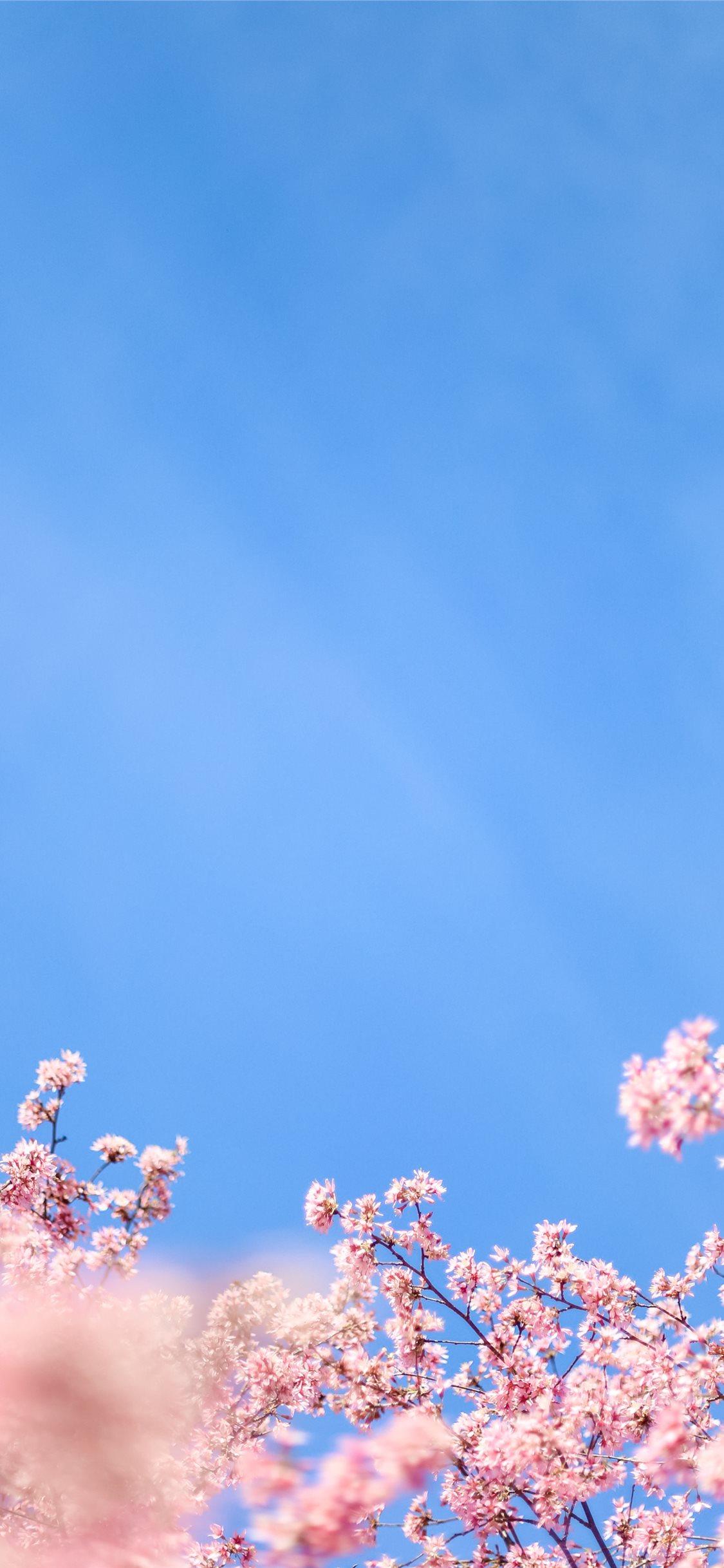 White Cherry Blossom Under Blue Sky During Daytime iPhone X