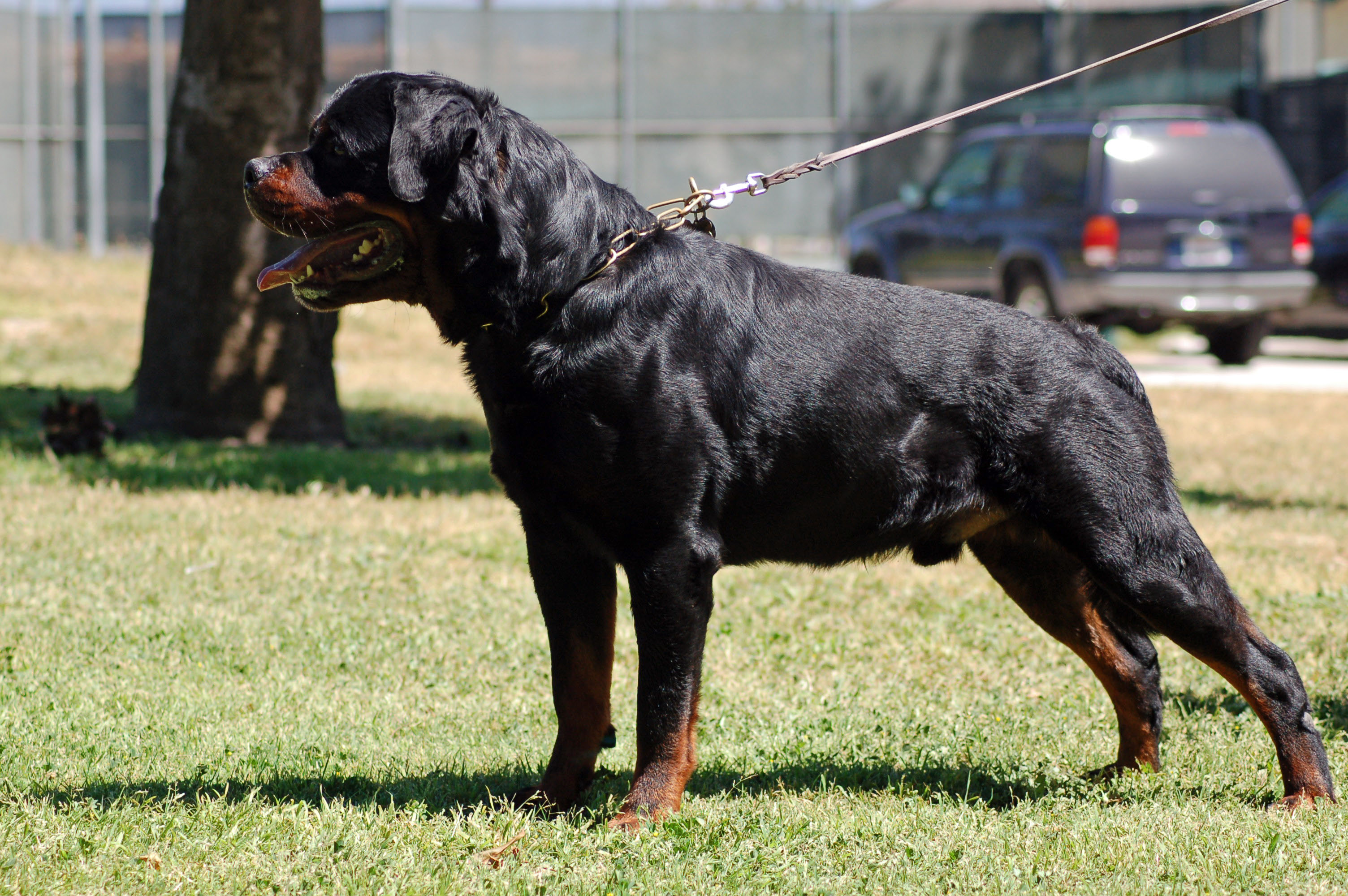 Giant German Rottweiler For