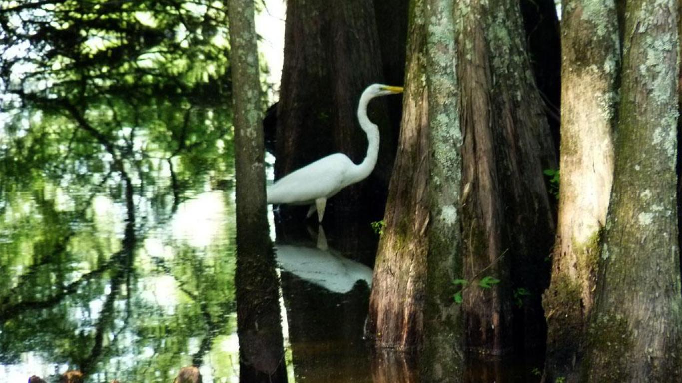 Egret In Cypress Swamp Wallpaper Hq Desktop