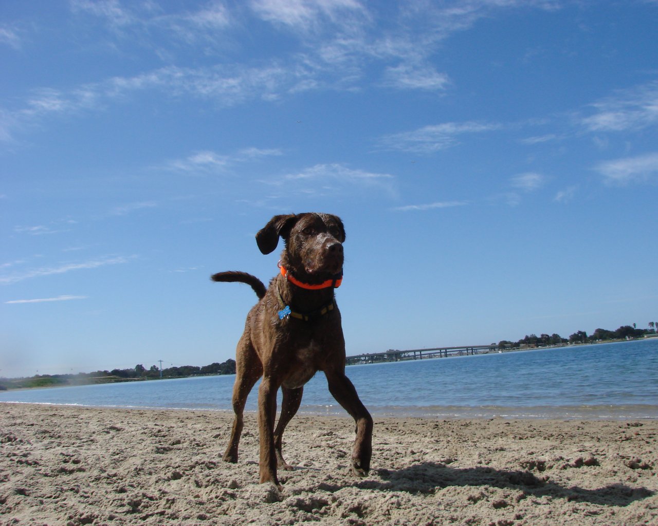 Chesapeake Bay Retriever Wallpaper Puppy Pictures Breed Info