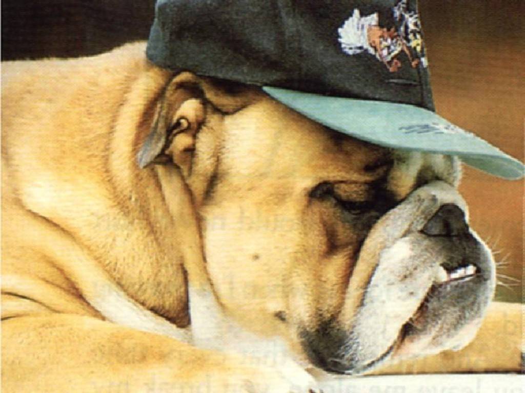 Cool Dog Wallpaper2 With A Hat Wallpaper
