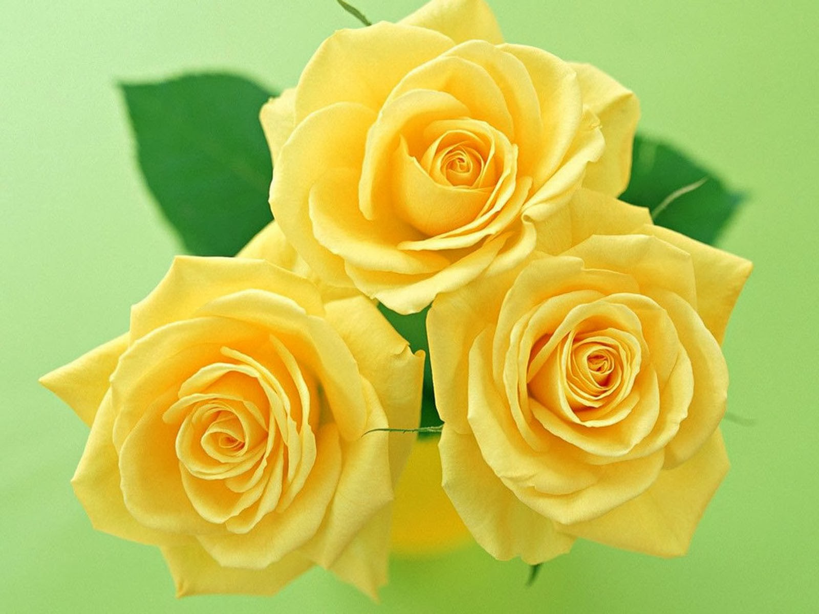 Yellow Rose Wallpaper Desktop