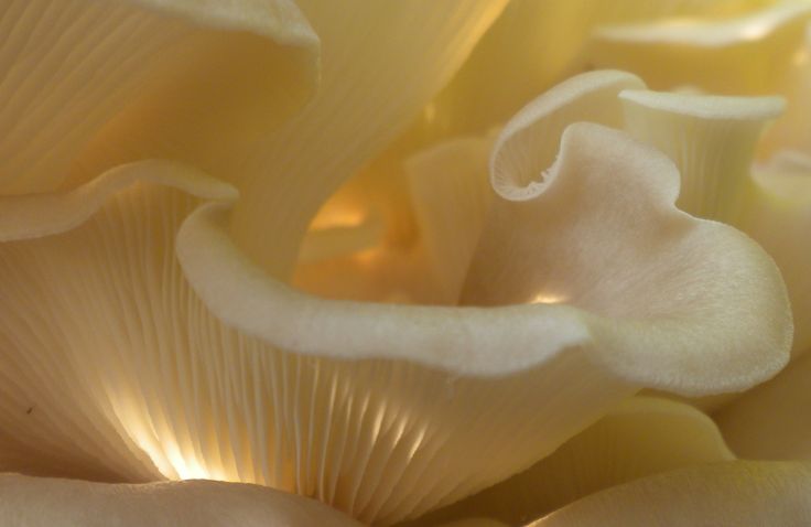 Mushroom By Sunny184 Caedes Desktop Wallpaper