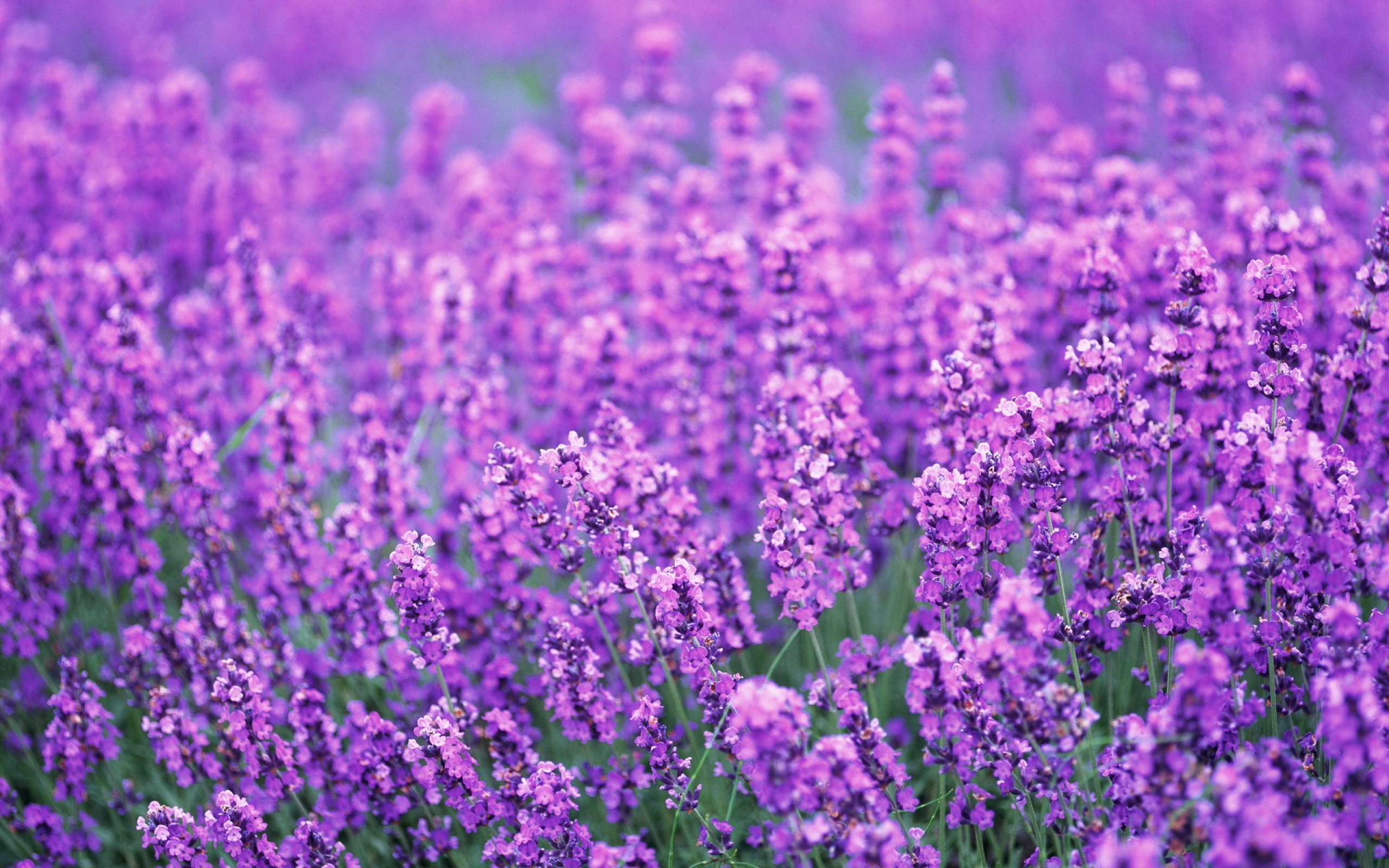 Lavender Flowers Desktop Background Wallpaper High Definition