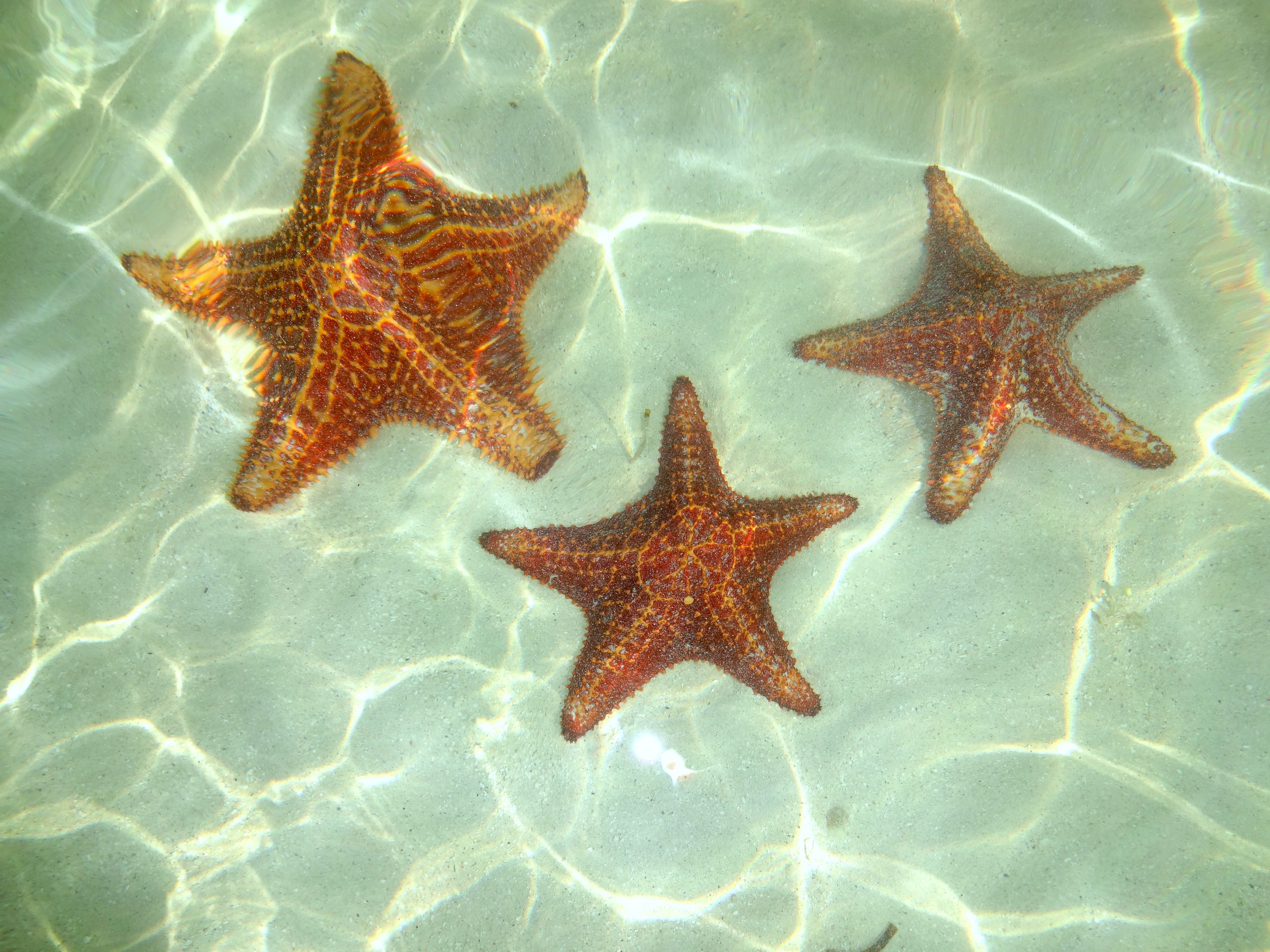 Related Keywords Suggestions For Ocean Starfish