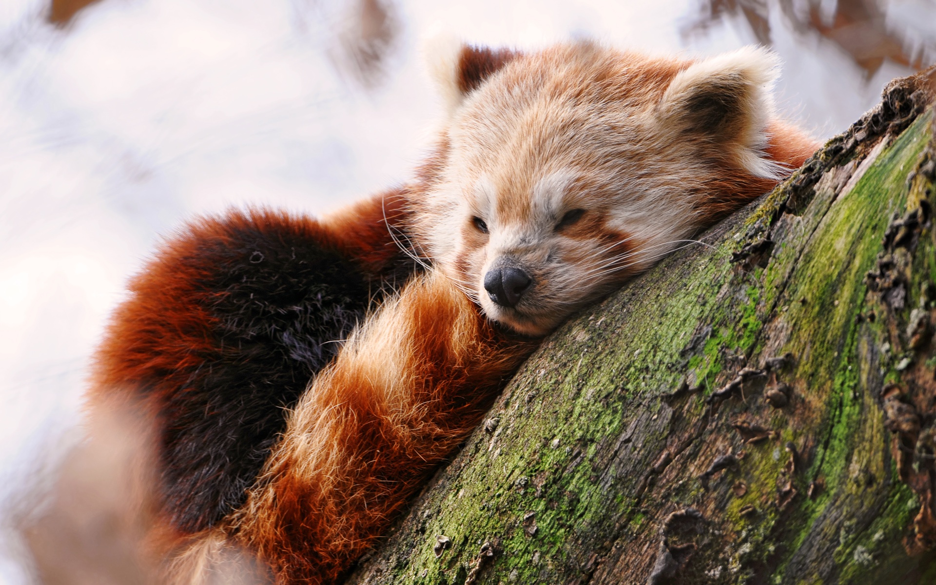 Sleepy Red Panda Wallpaper