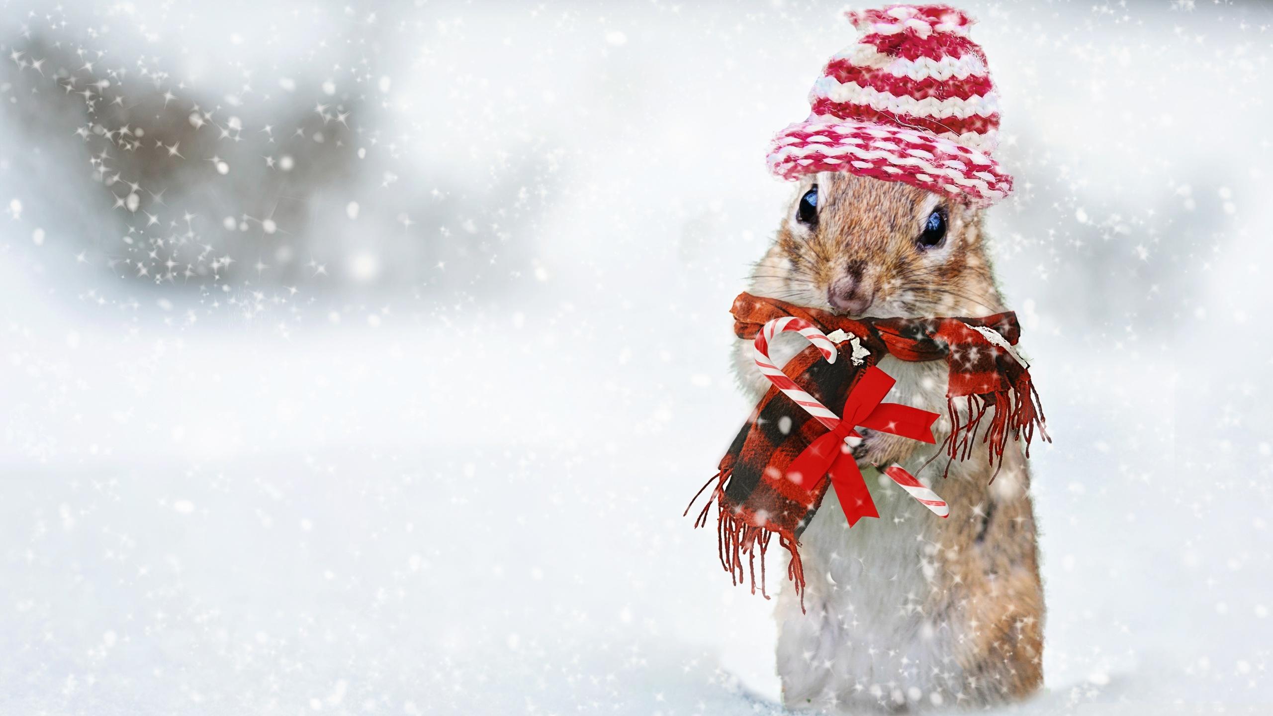 Cute Squirrel Snowfall Winter Holidays Ultra HD Desktop