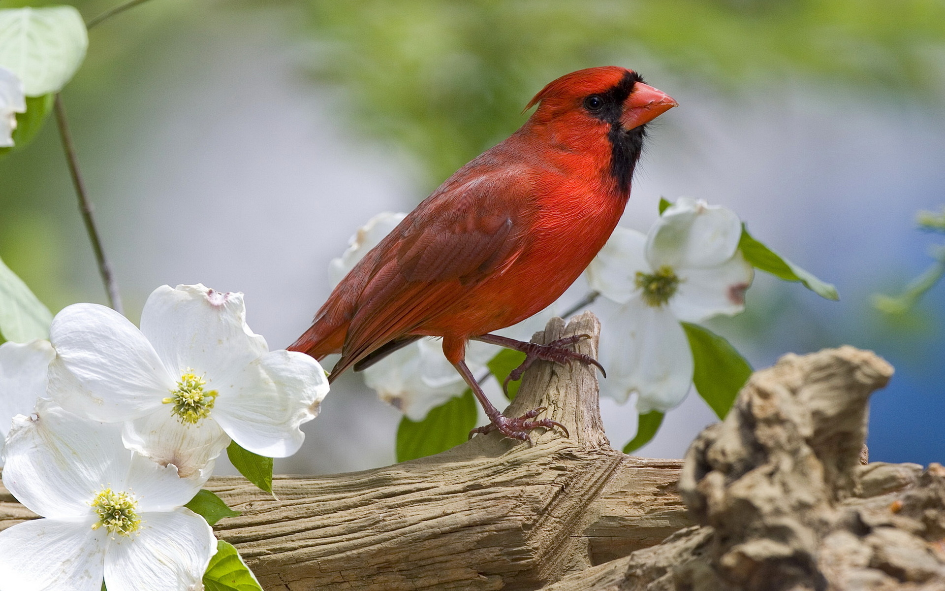 Red Bird Wallpaper And Image Pictures Photos