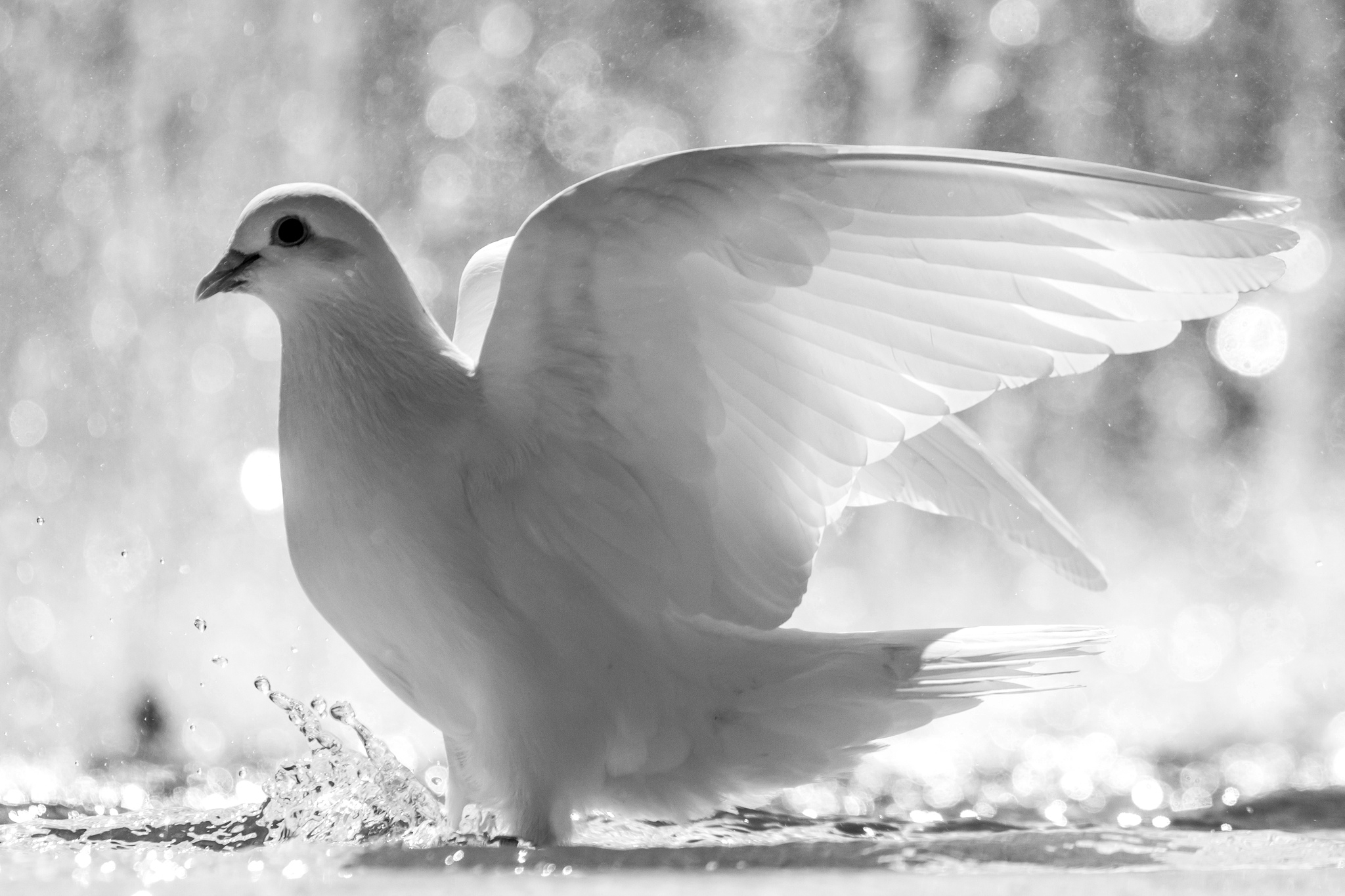 White Bird Wings Feathers Water Spray Dove Drops Wallpaper